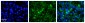 WBP11 antibody - N-terminal region